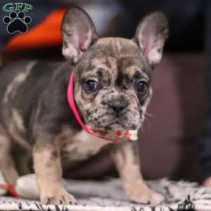 Chelsie, French Bulldog Puppy